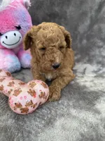 Bambi 370, a female Aussiedoodle and Poodle - Miniature  for sale in Lakeland, FL – 2 of 10