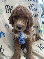 Charlie- 126 , a male Labradoodle and Poodle - Standard  for sale in Lakeland, FL – 8 of 10