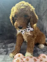 Dolly 397  F1b, a female Goldendoodle and Poodle - Miniature  for sale in Lakeland, FL – 10 of 10
