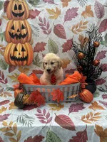Biscuit 573, a male Golden Retriever for sale in Lakeland, FL – 2 of 10