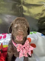 Sarah- 339, a female Labradoodle and Poodle - Standard  for sale in Lakeland, FL – 4 of 10
