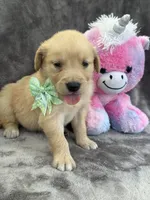 Beatrice 575, a female Golden Retriever for sale in Lakeland, FL – 2 of 10
