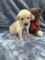 Baxter 570, a male Golden Retriever for sale in Lakeland, FL – 6 of 10