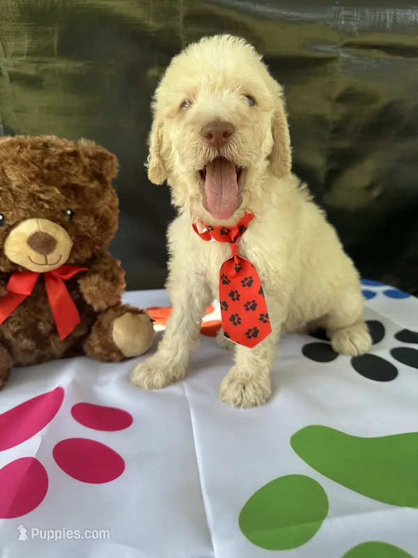 Seth - 332 – Labradoodle, Poodle - Standard  puppy for sale in Lakeland, FL