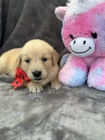 Brielle 574, a female Golden Retriever for sale in Lakeland, FL – 8 of 10