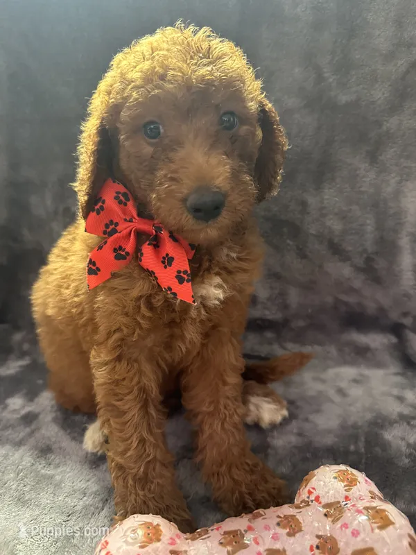 Daisy 394 – Goldendoodle, Poodle - Miniature  puppy for sale in Lakeland, FL