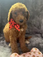 Daisy 394, a female Goldendoodle and Poodle - Miniature  for sale in Lakeland, FL – 1 of 10