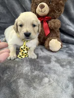 Bear 576, a male Golden Retriever for sale in Lakeland, FL – 10 of 10