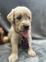 Sampson - 190, a male Golden Retriever for sale in Lakeland, FL – 5 of 10