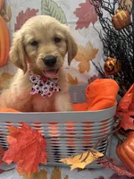 Belle 578, a female Golden Retriever for sale in Lakeland, FL – 2 of 10