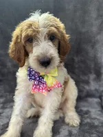 Diana 393 F1b, a female Goldendoodle and Poodle - Miniature  for sale in Lakeland, FL – 6 of 10
