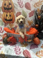 Bailey 860, a female Golden Retriever for sale in Lakeland, FL – 10 of 10