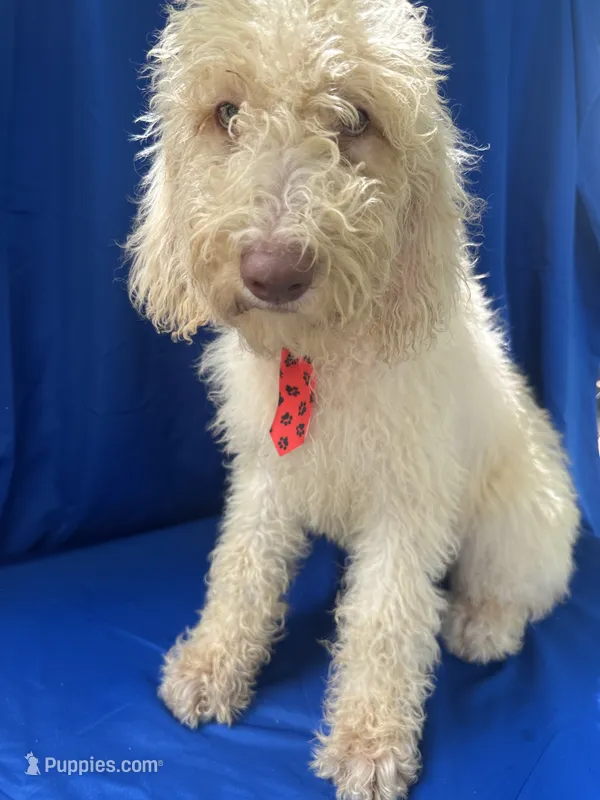 Seth - 332 – Labradoodle, Poodle - Standard  puppy for sale in Lakeland, FL