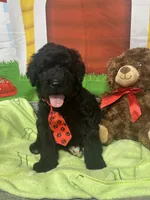 Maxwell 385, a male Bernedoodle and Miniature Bernedoodle for sale in Lakeland, FL – 7 of 10