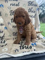 Clyde - 129, a male Labradoodle and Poodle - Standard  for sale in Lakeland, FL – 9 of 10