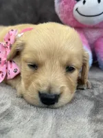 Brooklyn 572, a female Golden Retriever for sale in Lakeland, FL – 10 of 10