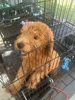Nate, a male Poodle - Miniature  and Miniature Goldendoodle for sale in Lakeland, FL – 4 of 10
