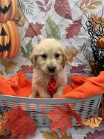 Biscuit 573, a male Golden Retriever for sale in Lakeland, FL – 3 of 10