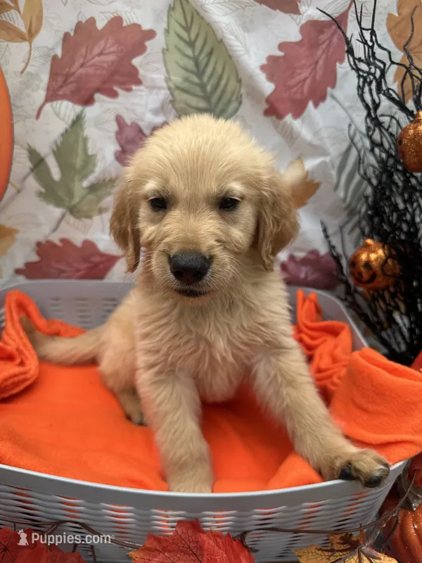 Brody 571 – Golden Retriever puppy for sale in Lakeland, FL