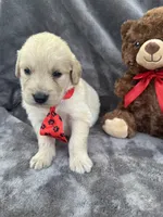 Biscuit 573, a male Golden Retriever for sale in Lakeland, FL – 5 of 10
