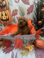 Nikki 376, a female Poodle - Miniature  and Miniature Goldendoodle for sale in Lakeland, FL – 3 of 10