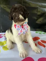 Suzzie - 331, a female Labradoodle and Poodle - Standard  for sale in Lakeland, FL – 7 of 10