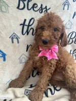 Ruth-125, a female Labradoodle and Poodle - Standard  for sale in Lakeland, FL – 4 of 10
