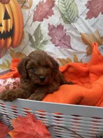 Nessa #375, a female Poodle - Miniature  and Miniature Goldendoodle for sale in Lakeland, FL – 6 of 9