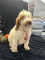 Duke 391 F1b , a male Goldendoodle and Poodle - Miniature  for sale in Lakeland, FL – 8 of 10