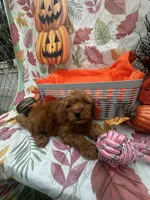 Nikki 376, a female Poodle - Miniature  and Miniature Goldendoodle for sale in Lakeland, FL – 10 of 10