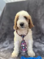 Duke 391 F1b, a male Goldendoodle and Poodle - Miniature  for sale in Lakeland, FL – 5 of 10