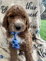 Charlie- 126 , a male Labradoodle and Poodle - Standard  for sale in Lakeland, FL – 6 of 10