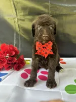 Sophie  - 337, a female Labradoodle and Poodle - Standard  for sale in Lakeland, FL – 2 of 10