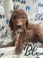 Reece -121, a male Labradoodle and Poodle - Standard  for sale in Lakeland, FL – 6 of 10