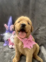 Betsy -194, a female Golden Retriever for sale in Lakeland, FL – 3 of 10