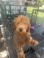 Nate, a male Poodle - Miniature  and Miniature Goldendoodle for sale in Lakeland, FL – 1 of 10