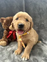 Bingo -192, a male Golden Retriever for sale in Lakeland, FL – 4 of 10