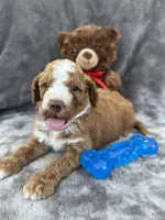 Bear 127, a male Aussiedoodle and Poodle - Miniature  for sale in Lakeland, FL – 3 of 10