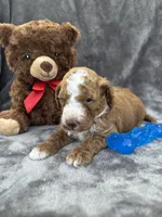 Bear 127, a male Aussiedoodle and Poodle - Miniature  for sale in Lakeland, FL – 5 of 10