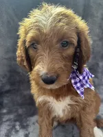 Daphne 398. F1b, a female Goldendoodle and Poodle - Miniature  for sale in Lakeland, FL – 9 of 10
