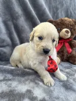 Biscuit 573, a male Golden Retriever for sale in Lakeland, FL – 10 of 10