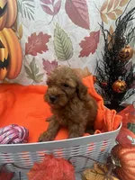 Nikki 376, a female Poodle - Miniature  and Miniature Goldendoodle for sale in Lakeland, FL – 8 of 10