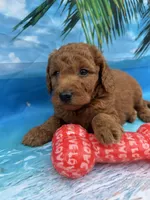 Nelson -845, a male Poodle - Miniature  and Miniature Goldendoodle for sale in Lakeland, FL – Photo 5 of 10