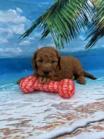 Nelson -845, a male Poodle - Miniature  and Miniature Goldendoodle for sale in Lakeland, FL – Photo 7 of 10