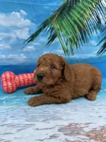 Nelson -845, a male Poodle - Miniature  and Miniature Goldendoodle for sale in Lakeland, FL – Photo 6 of 10