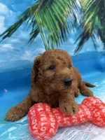 Nelson -845, a male Poodle - Miniature  and Miniature Goldendoodle for sale in Lakeland, FL – Photo 10 of 10