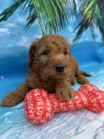 Nelson -845, a male Poodle - Miniature  and Miniature Goldendoodle for sale in Lakeland, FL – Photo 8 of 10