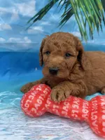 Nelson -845, a male Poodle - Miniature  and Miniature Goldendoodle for sale in Lakeland, FL – Photo 2 of 10