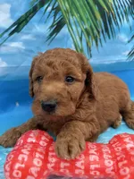 Nelson -845, a male Poodle - Miniature  and Miniature Goldendoodle for sale in Lakeland, FL – Photo 3 of 10