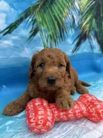 Nelson -845, a male Poodle - Miniature  and Miniature Goldendoodle for sale in Lakeland, FL – Photo 9 of 10